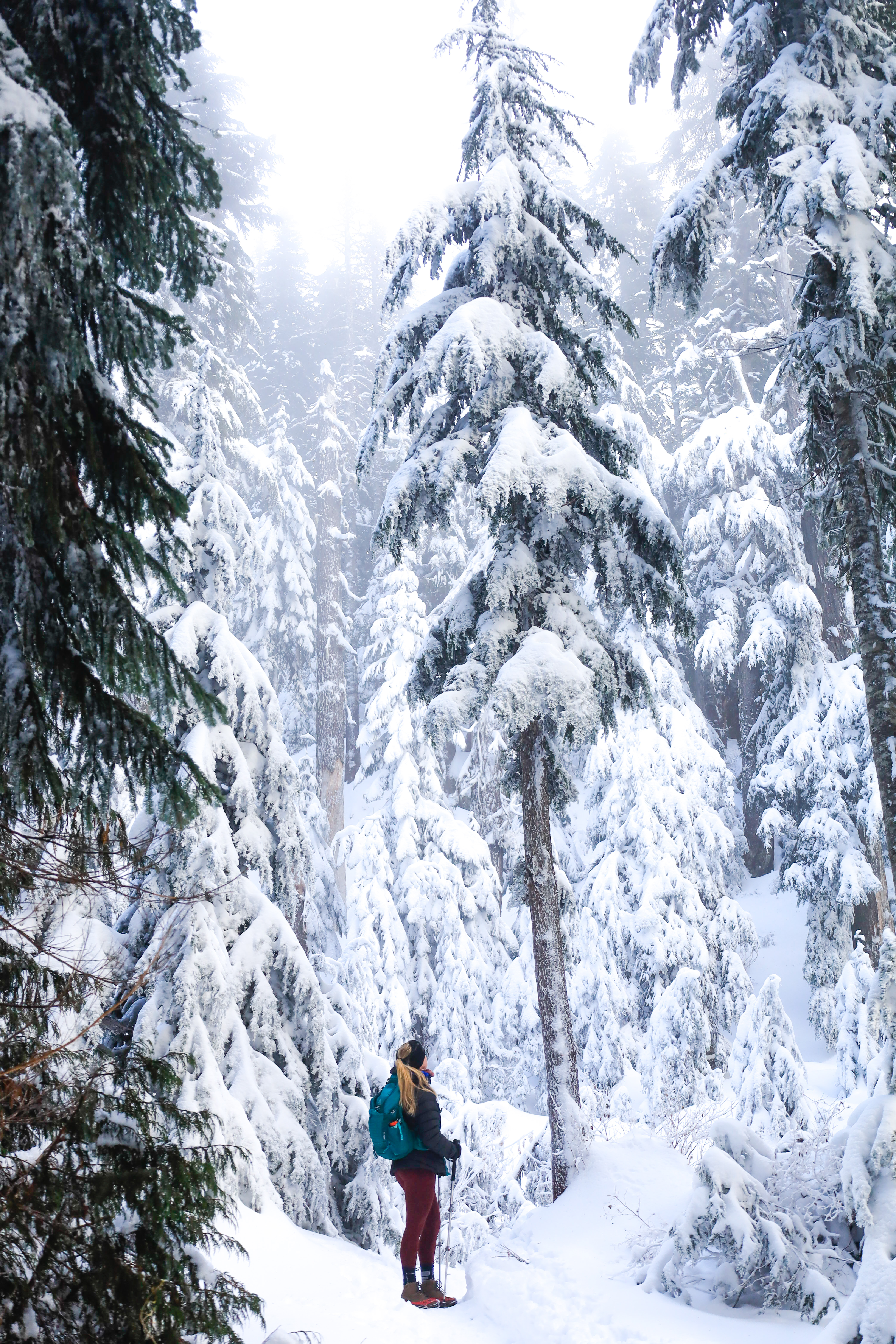 women snowshoeing in a winter wonderland with tall cedar trees
